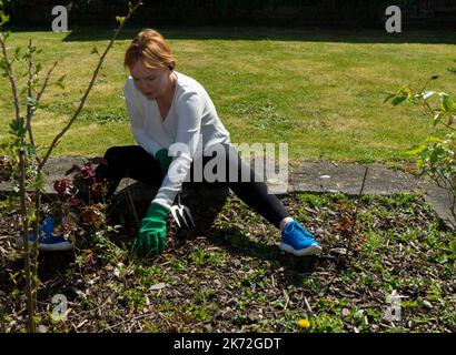 Femme portant des écouteurs sans fil tenant une fourche à main et assise au sol pour enlever les mauvaises herbes d'un lit de fleur Banque D'Images