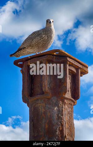 Un jeune mouette sur le front de mer de Brighton, debout sur un pilier en fer rouillé et regardant vers le bas Banque D'Images