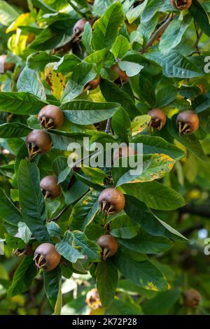 Medlar fruit Mespilus germanica sur une branche Banque D'Images