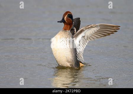 Teal, Anas crecca, adulte mâle, ailes de flopping après avoir prêcheur Norfolk, février Banque D'Images