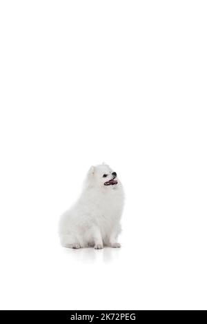 Portrait de la belle peluche blanc pomeranian spitz isolé sur fond blanc. Concept d'animal domestique de race. soins de santé, vétérinaire Banque D'Images