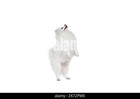 Portrait de la belle peluche blanc pomeranian spitz isolé sur fond blanc. Concept d'animal domestique de race. soins de santé, vétérinaire Banque D'Images