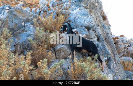 La chèvre noire monte sur les rochers. Rhodes, Grèce Banque D'Images