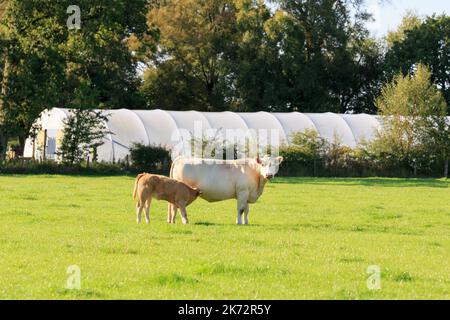 Jeune tétée de veau de race blanche de Shorthorn Cow Banque D'Images