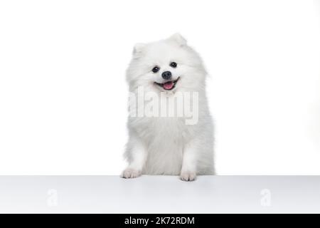 Portrait de la belle peluche blanc pomeranian spitz isolé sur fond blanc. Concept d'animal domestique de race. soins de santé, vétérinaire Banque D'Images