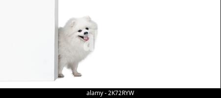 Portrait de la belle peluche blanc pomeranian spitz isolé sur fond blanc. Concept d'animal domestique de race. soins de santé, vétérinaire Banque D'Images