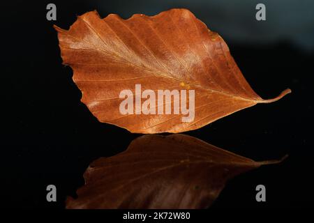 gros plan d'une feuille d'automne avec réflexion sur fond noir Banque D'Images