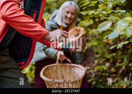 Couple senior cueillant des champignons dans la forêt d'automne. Banque D'Images