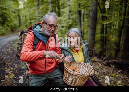 Couple senior cueillant et nettoyant des champignons dans la forêt d'automne. Banque D'Images