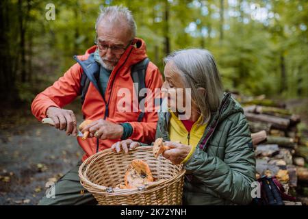 Couple senior cueillant des champignons dans la forêt d'automne. Banque D'Images