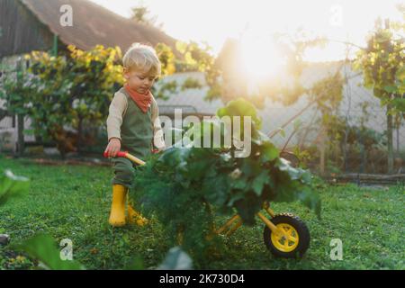 Petit garçon avec brouette travaillant dans le jardin pendant la journée d'automne. Banque D'Images