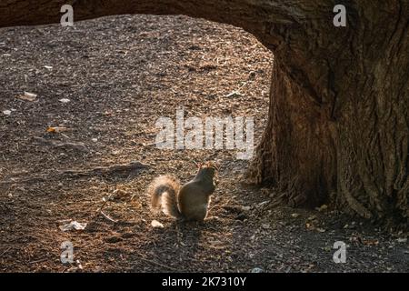 Un écureuil gris (Sciurus carolinensis) mangeant une noix dans le parc St James's, dans le centre de Londres, au Royaume-Uni Banque D'Images