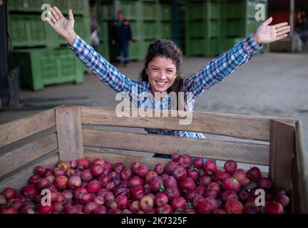 Jolie paysanne satisfaite avec bras relevés à côté de la grande caisse pleine de pommes mûres rouges récoltées dans le verger en automne Banque D'Images