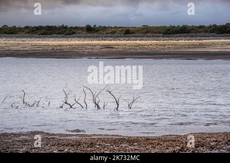 Les conditions de sécheresse et les niveaux d'eau en recul exposent les restes d'arbres morts du squelette qui apparaissent au-dessus de la surface du réservoir du lac Colliford sur Bodm Banque D'Images