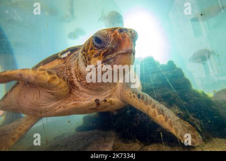 La tortue à tête bombée Dancea est vue pendant la récupération dans l'aquarium de Pula. Dancea a été trouvé dans la baie de danse près de Dubrovnik, après quoi il a obtenu son nom. Elle est arrivée au Centre sur 3 mai 2022. dans un état de malnutrition, avec inflammation des deux yeux et oedème sous-cutané. Elle s'est bien rétablie, et sera retournée à la mer sur 4 octobre 2022 (mardi) avec une autre tortue à tête plate, Ivan., à Pula, en Croatie, sur 30 septembre, 2022. Photo: Srecko Niketic/PIXSELL Banque D'Images