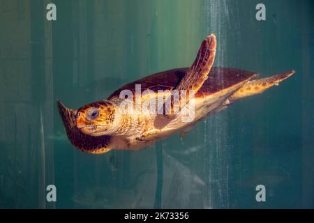 La tortue à tête bombée Dancea est vue pendant la récupération dans l'aquarium de Pula. Dancea a été trouvé dans la baie de danse près de Dubrovnik, après quoi il a obtenu son nom. Elle est arrivée au Centre sur 3 mai 2022. dans un état de malnutrition, avec inflammation des deux yeux et oedème sous-cutané. Elle s'est bien rétablie, et sera retournée à la mer sur 4 octobre 2022 (mardi) avec une autre tortue à tête plate, Ivan., à Pula, en Croatie, sur 30 septembre, 2022. Photo: Srecko Niketic/PIXSELL Banque D'Images