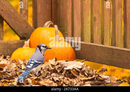 Bluejay sur le pont avec des feuilles mortes et trois citrouilles. Banque D'Images