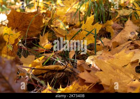 une promenade dans la forêt d'automne Banque D'Images