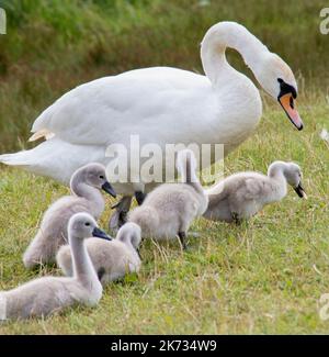 une famille de cygnes blancs a fait une promenade sur la plage près du lac Banque D'Images