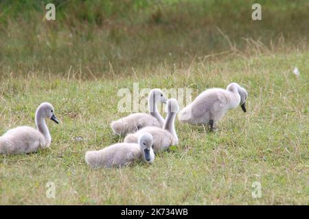 une famille de cygnes blancs a fait une promenade sur la plage près du lac Banque D'Images