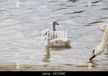 une famille de cygnes blancs a fait une promenade sur la plage près du lac Banque D'Images