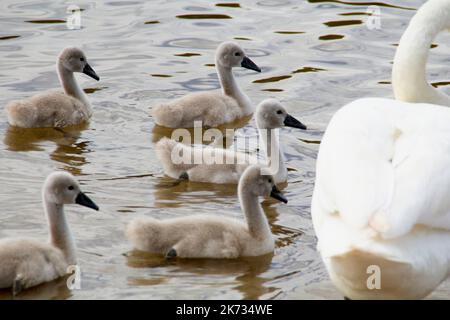 une famille de cygnes blancs a fait une promenade sur la plage près du lac Banque D'Images