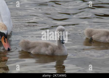 une famille de cygnes blancs a fait une promenade sur la plage près du lac Banque D'Images