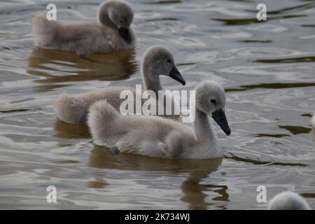 une famille de cygnes blancs a fait une promenade sur la plage près du lac Banque D'Images