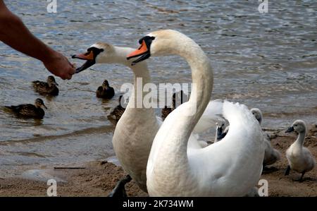 une famille de cygnes blancs a fait une promenade sur la plage près du lac Banque D'Images