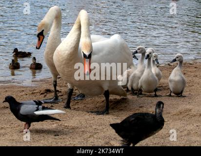 une famille de cygnes blancs a fait une promenade sur la plage près du lac Banque D'Images