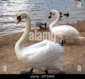 une famille de cygnes blancs a fait une promenade sur la plage près du lac Banque D'Images