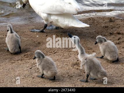 une famille de cygnes blancs a fait une promenade sur la plage près du lac Banque D'Images