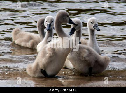 une famille de cygnes blancs a fait une promenade sur la plage près du lac Banque D'Images