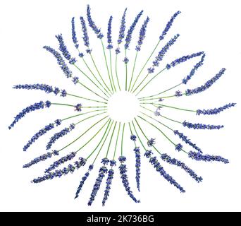 Fleurs de lavande disposées en cercle isolé sur fond blanc. Banque D'Images