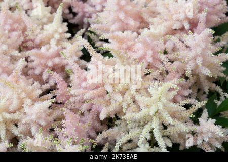 Astilbe Japonica fleurs blanches Banque D'Images