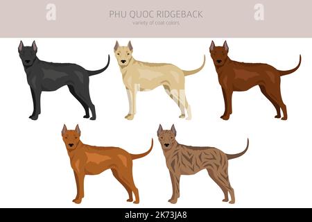 Phu Quoc Ridgeback clipart. Ensemble de couleurs de manteau. Infographie sur les caractéristiques de toutes les races de chiens. Illustration vectorielle Illustration de Vecteur