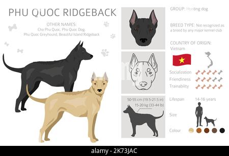 Phu Quoc Ridgeback clipart. Ensemble de couleurs de manteau. Infographie sur les caractéristiques de toutes les races de chiens. Illustration vectorielle Illustration de Vecteur