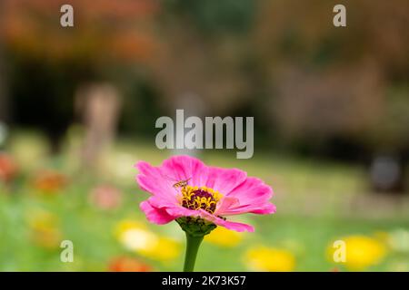 gros plan de l'abeille pollinisant sur la fleur rose de Zinnia elegans Banque D'Images