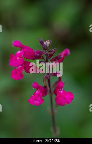 fleurs roses pourpres de sauge de feuilles rosées de salvia involucrata bethellii sur fond vert flou Banque D'Images