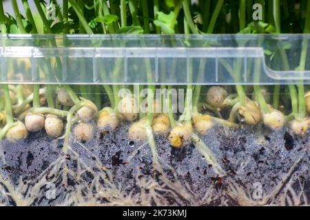 les plants de pois biologiques cultivant un contenant en plastique présentant des racines dans le sol Banque D'Images