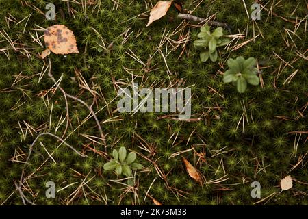 Mousse parsemée d'aiguilles écrasées et de feuilles mortes. Saison d'automne Banque D'Images