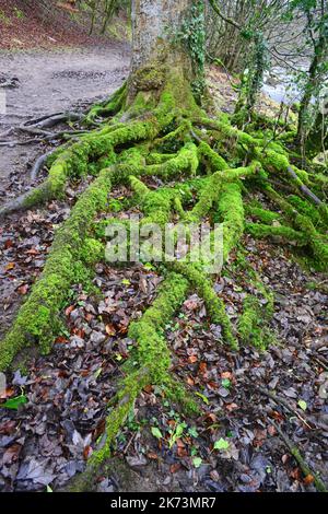 racines d'arbres poussant dans les bois burnsall yorkshire dales royaume-uni Banque D'Images