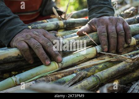 vue détaillée des mains d'un fermier de canne à sucre, avec ses mains reposant sur les cannes à sucre juteuses, qui sont coupées et empilées prêtes pour la production Banque D'Images