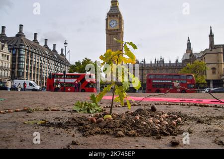 Londres, Royaume-Uni. 17th octobre 2022. Pour souligner l'urgence climatique, les militants de la rébellion des extinction ont planté un arbre sur la place du Parlement le dernier jour de leur Festival de la résistance. L'arbre est un descendant du Chêne de Kett, âgé de 600 ans, à Norfolk, site de la rébellion de Kett, datant de 1549, lorsque 16 000 personnes se sont levés contre les classes dominantes. Le jeune arbre de la place du Parlement sera gardé par des militants 24 heures sur 24. Credit: Vuk Valcic/Alamy Live News Banque D'Images