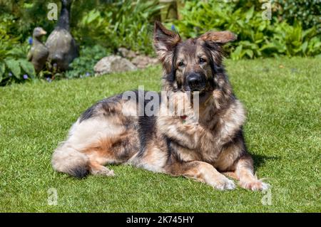 Portrait de Shephard allemand avec une oreille de disquette prise dans le jardin, prise à Manafon, au centre du pays de Galles Banque D'Images