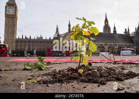 Londres, Royaume-Uni. 17th octobre 2022. Pour souligner l'urgence climatique, les militants de la rébellion des extinction ont planté un arbre sur la place du Parlement le dernier jour de leur Festival de la résistance. L'arbre est un descendant du Chêne de Kett, âgé de 600 ans, à Norfolk, site de la rébellion de Kett, datant de 1549, lorsque 16 000 personnes se sont levés contre les classes dominantes. Le jeune arbre de la place du Parlement sera gardé par des militants 24 heures sur 24. Credit: Vuk Valcic/Alamy Live News Banque D'Images