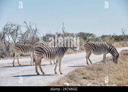 Groupe de Plaines Zèbres sur une route de gravier dans le parc national d'Etosha en Namibie Banque D'Images