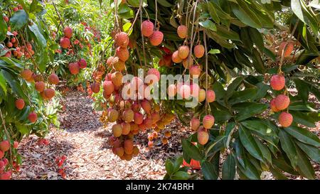 Fruits Lychee frais suspendus sur des branches. Lychee sur l'arbre pour la cueillette. Banque D'Images