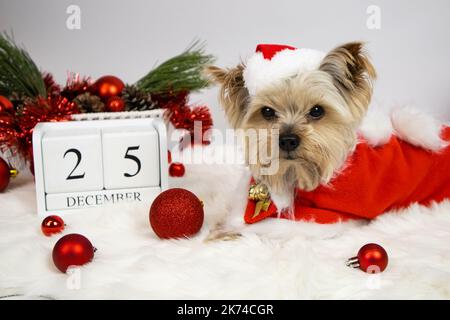 Noël. Chien terrier du Yorkshire en costume du père noël et calendrier du 25 décembre Banque D'Images