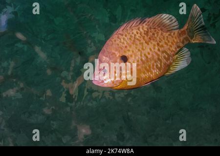 Création numérique d'une peinture aquarelle d'un poisson-soleil bleu dans un habitat naturel environnant Banque D'Images